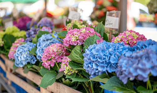 手绘荷塘盛开荷花摄影照片_在法国市场上的绣球花