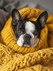 一只波士顿梗犬在家裹着温暖舒适的黄色毛衣的秋季肖像