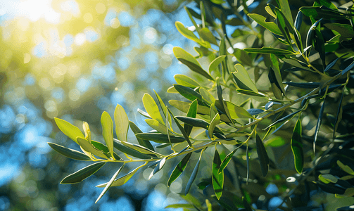 西西里岛花园里的绿橄榄树