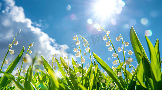 青草植物阳光自然摄影照片