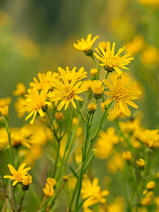 德克萨斯州金缕梅的黄色花朵是春天的标志