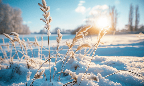 桦树木摄影照片_切碎的植物从雪中伸出冬季田野景观