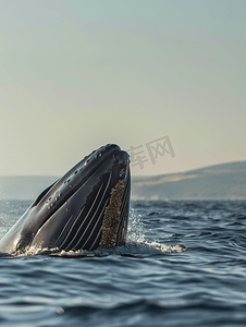 蓝色的鲸鱼摄影照片_长须鲸在船舶碰撞中受损身体上的螺旋桨标志