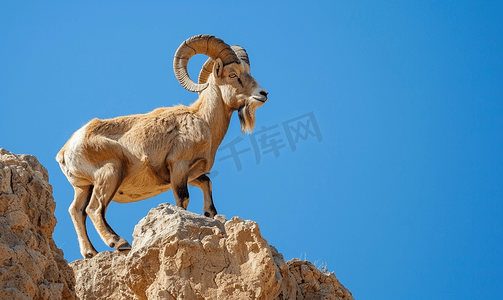 山长图模板摄影照片_阿尔卑斯山野山羊长着大角站着晒日光浴垂直视角