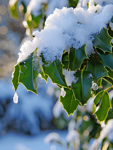 春季的叶子摄影照片_冬青树绿叶上融化的雪