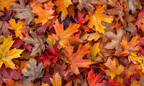 北红橡树叶秋季生态地毯选择性焦点