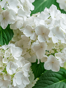 可爱的装饰图案摄影照片_可爱盛开的白色大绣球花花卉背景