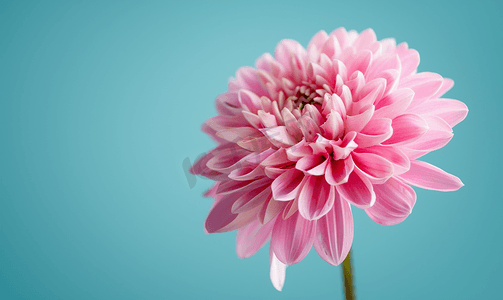 夏季植物装饰摄影照片_美丽的粉红色花