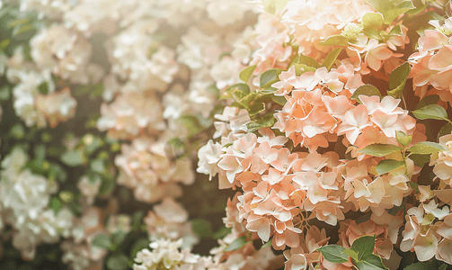 绣球草鞋摄影照片_花园中白色粉红色绣球花的开花灌木