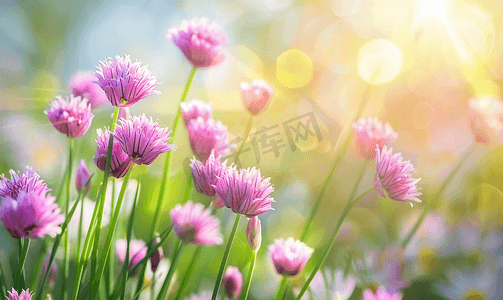 夏日草地上的粉红色韭菜花