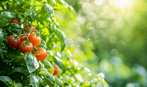 西红柿番茄摄影照片_阳光明媚的日子里花园里的罗勒草和西红柿