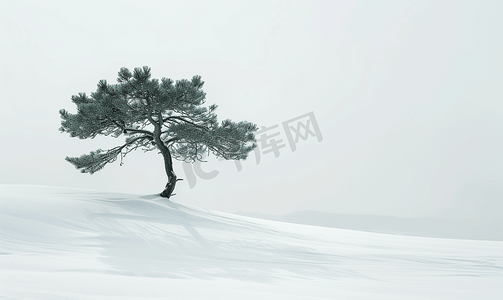 山上雪上孤立的松树剪影