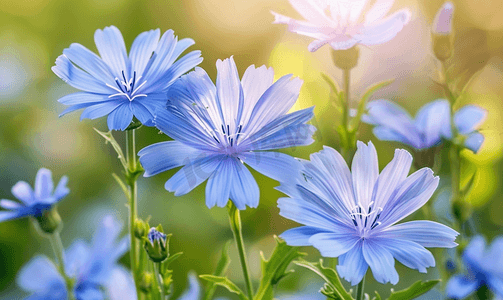 蓝色的花朵摄影照片_鲜艳的花朵菊苣自然