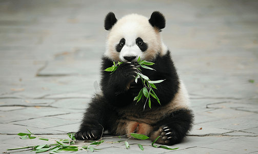 卡通小动物可爱摄影照片_熊猫吃竹笋