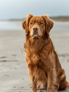 海滩上的粉红鼻子新斯科舍猎犬