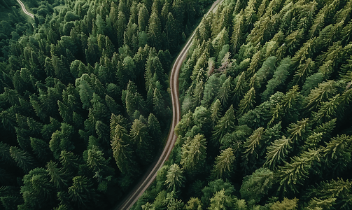 景观森林摄影照片_山中松树林中弯曲森林道路的顶视图无人机拍摄