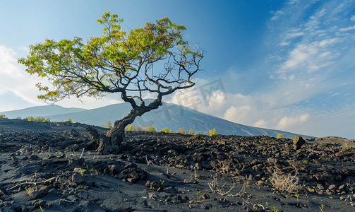 户外投影摄影照片_埃特纳火山斜坡上硬化熔岩流中折断的树