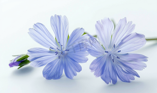 蓝色的花朵摄影照片_鲜艳的花朵菊苣自然