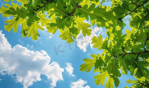阳光照射的橡树叶和蓝天白云