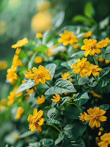 花园中绿色灌木上的土豆花