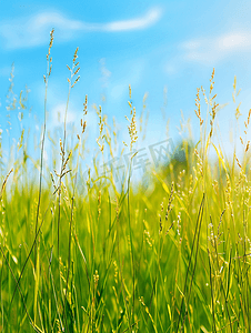 蓝天下绿色田野上的苜蓿草