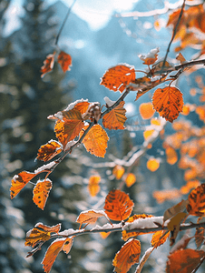 美容美体文化墙摄影照片_大提顿山脉的树叶颜色不断变化