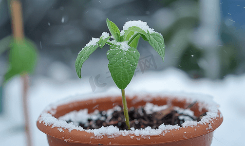 盆中幼苗上的雪融化