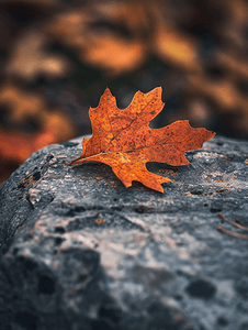落叶红橡树叶背景一片叶子躺在石头上选择性聚焦