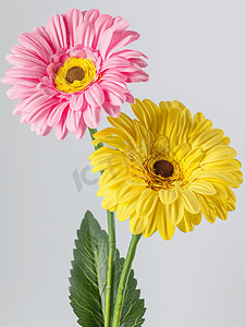 手绘荷塘盛开荷花摄影照片_粉色和黄色非洲菊