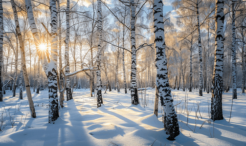 白桦林里的雪融化