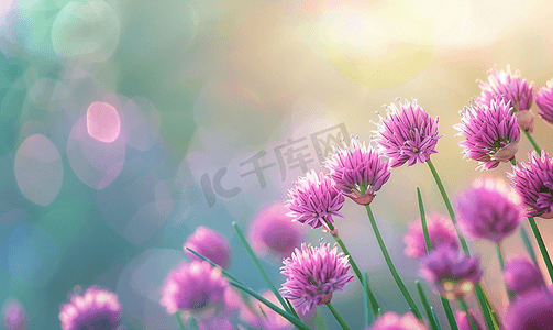 夏日草地上的粉红色韭菜花