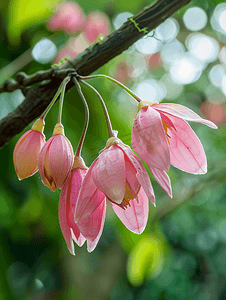 杨桃水果摄影照片_杨桃树的粉色花朵
