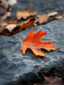落叶红橡树叶背景一片叶子躺在石头上选择性聚焦