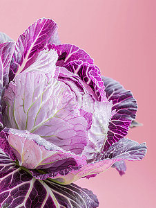 新鲜紫色和白色卷心菜甘蓝植物叶