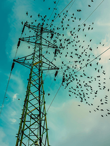 一群鸟在电线电缆上飞翔水平观察