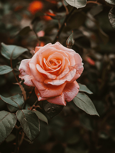 圣苏西种植园中的稀有玫瑰花