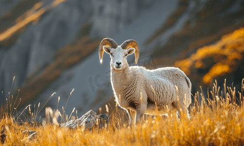 白羊座小人摄影照片_山地草甸里的灰白大角羊