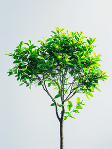 砍伐幼树和绿化植物