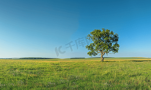 夏天蓝天绿色草地上孤独的老树