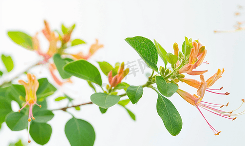 绿叶背景摄影照片_金银花灌木的小枝与绿叶