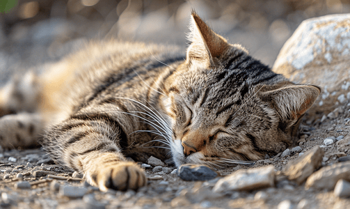 斜条纹底纹摄影照片_棕色条纹可爱的懒猫正在美好的一天里睡觉