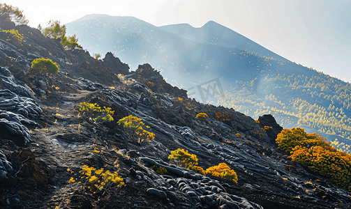 枝叶茂盛的大树摄影照片_埃特纳火山斜坡上生长茂盛的硬化熔岩