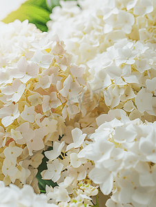婚礼纹理背景摄影照片_可爱盛开的白色大绣球花花卉背景