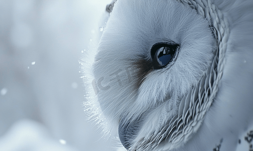 羽毛红色摄影照片_雪白猫头鹰特写细节