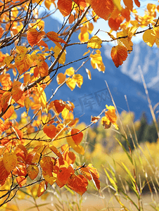 剪不断的乡愁摄影照片_大提顿山脉的树叶颜色不断变化