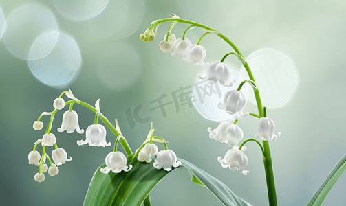 五月铃兰的白色花朵