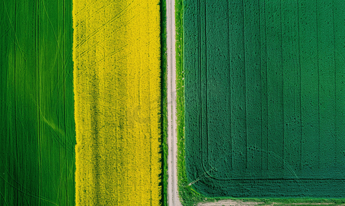 一条公路隔开的油菜花和麦田的绝美鸟瞰图