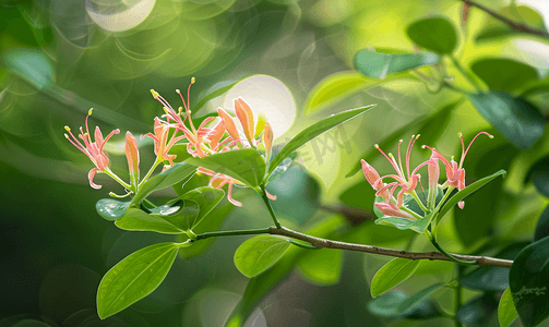 金银花灌木的小枝与绿叶