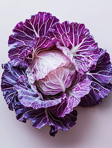 新鲜紫色和白色卷心菜甘蓝植物叶
