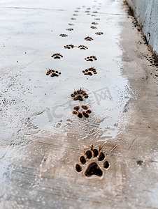 水泥地板上有狗脚印和猫脚印